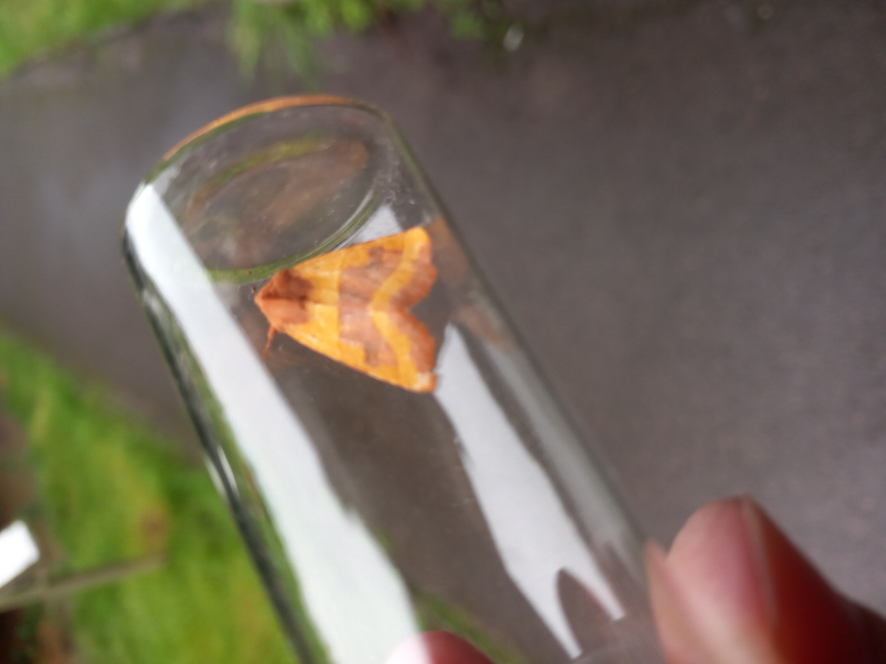 Centre-barred Sallow